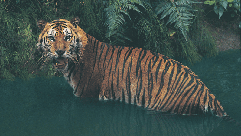 Sumatran Tigers Conservation Efforts Project